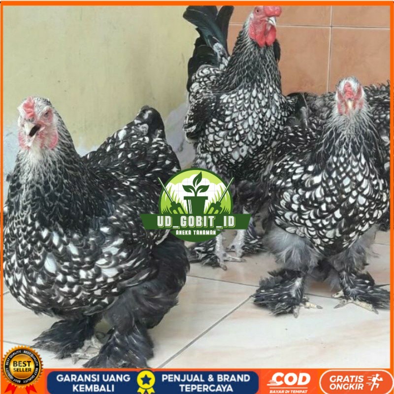 

TELUR AYAM HIAS BRAHMA SILVER LACED UNTUK DI TETASKAN UD_GOBIT_ID