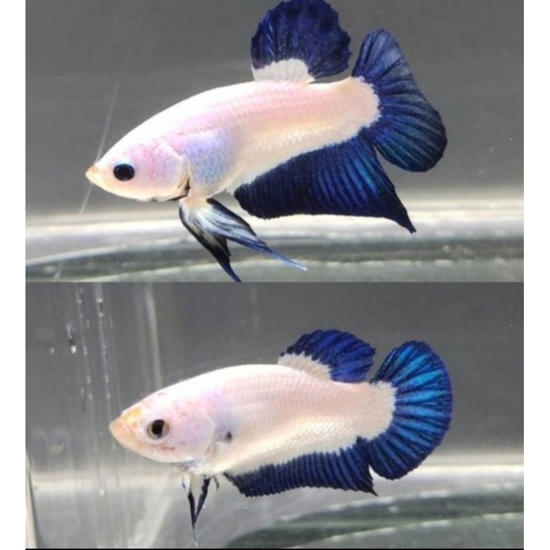 

stiker anomali Bonus Pelet Sepasang PK Bluerim Siap Bred