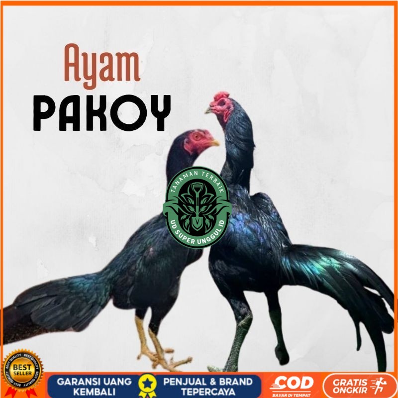 

telur ayam pakhoy ori thailand petarung bisa untuk di tetaskan UD_SUPER_UNGGUL_ID