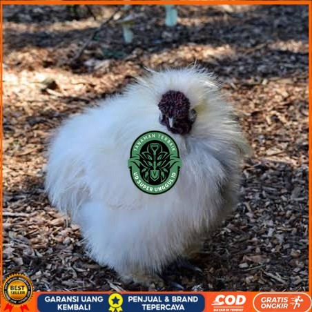 

Telur ayam kapas / telur ayam hias / telur fertil siap cod UD_SUPER_UNGGUL_ID