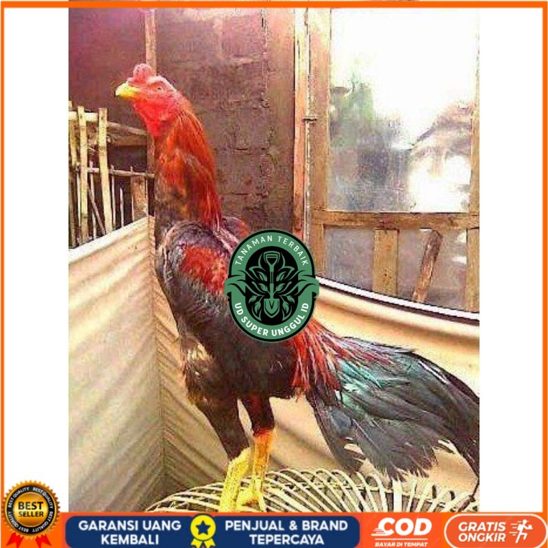 

TELUR BANGKOK RAJA FRESH FERTIL UD_SUPER_UNGGUL_ID