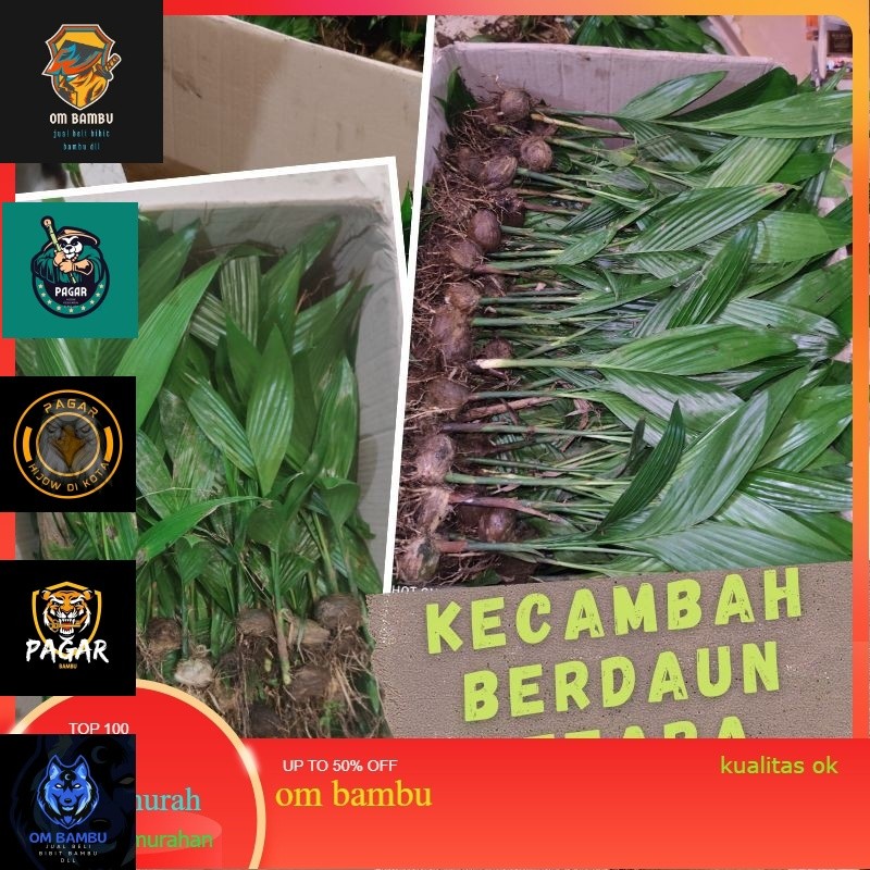 Pinang kecambah berdaun Betara