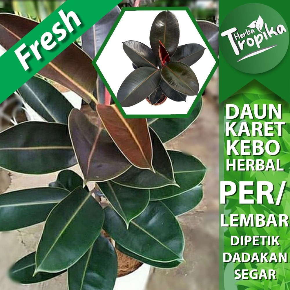 

Daun Karet Kebo (Ficus elastica) per 1 lembar herbal alami toko herba tropika