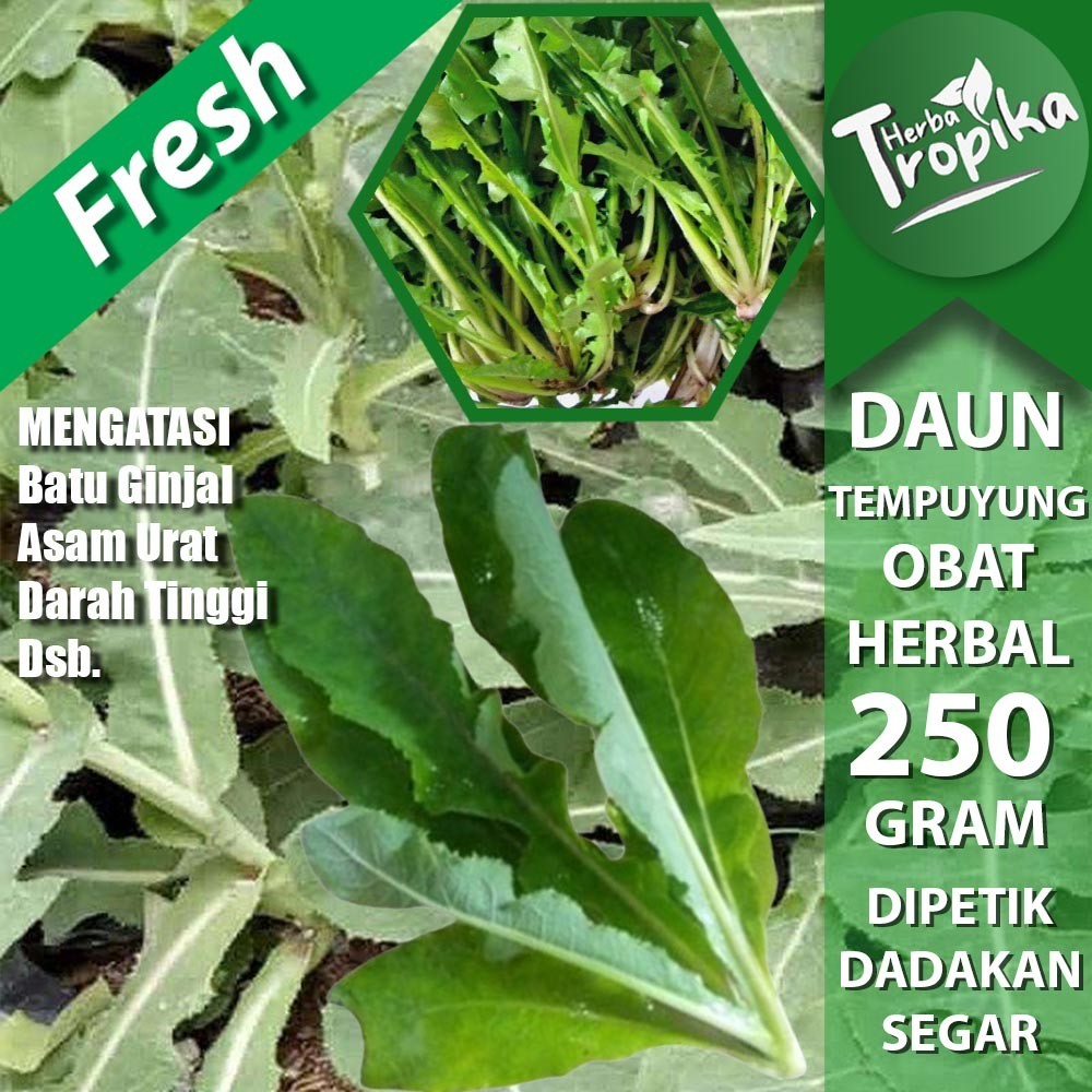 

Daun Tempuyung Segar 250 gram Herbal Alami toko herba tropika