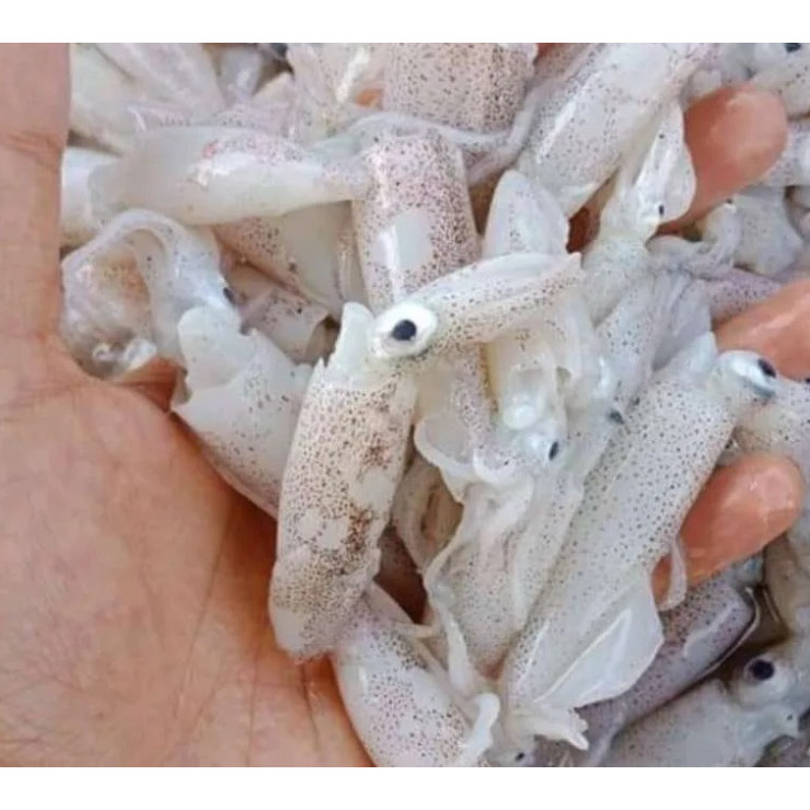 

Baby Cumi Segar 1 kilo