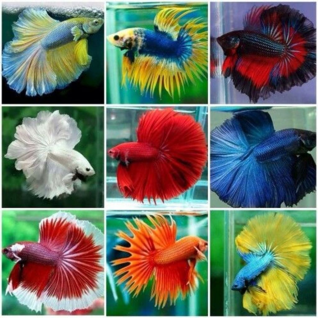 stiker CUPANG J4NT4N HALFMOON SLAYER CANTIK MURAH BERKUALITAS HIASAN AQUARIUM