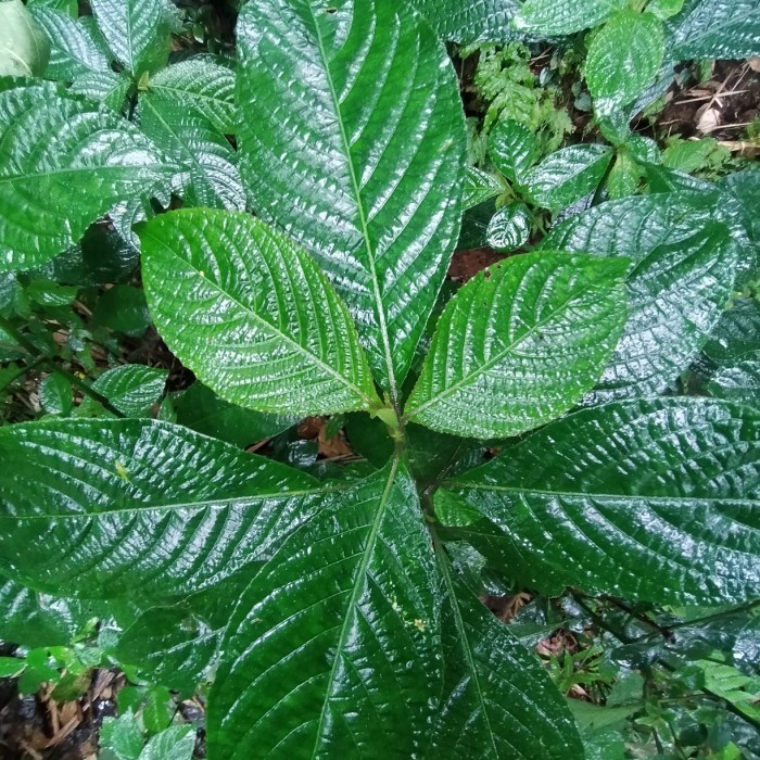 daun pecah keji beling obat batu ginjal kencing