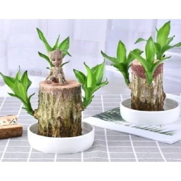 

0Hanjuang Bonsai Daun Hijau per batang (Dracaena Fragrance: Brazilian wood) Indoor t=15cm d=6cm/SUDAH BERIKUT POT TATAKAN