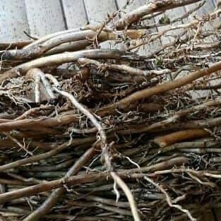 

Akar bambu kuning segar