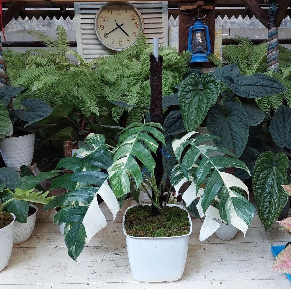 Tanaman hias epipremnum pinnatum varigata - Epipremnum varigata besar