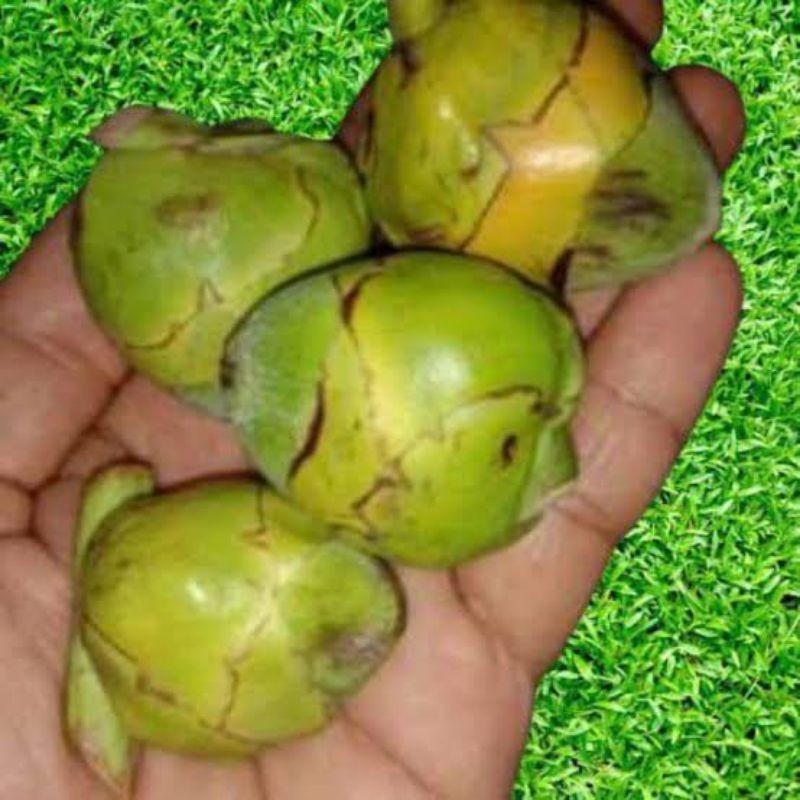 

COD Tembuluk/beluluk/kelapa muda segar isi 5pcs