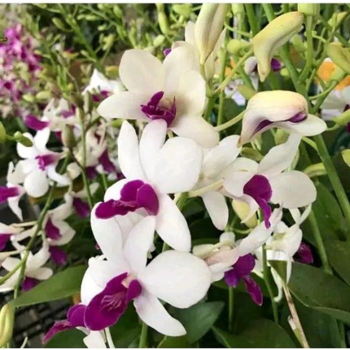 tanaman anggrek dendrobium wongleng  siap berbunga Bibit tanaman hias Anggrek