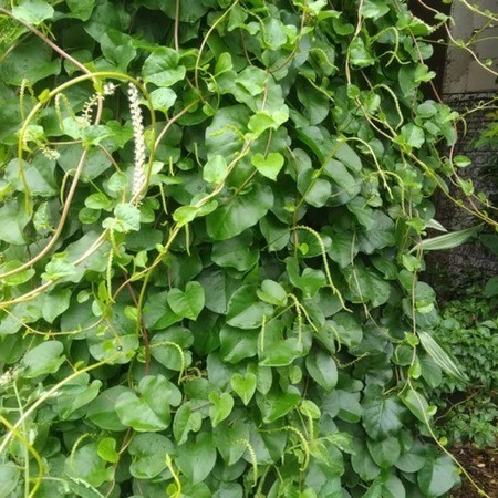 

Stok ready Daun Binahong Hijau Segar Per 50 Lembar Silahkan diorder