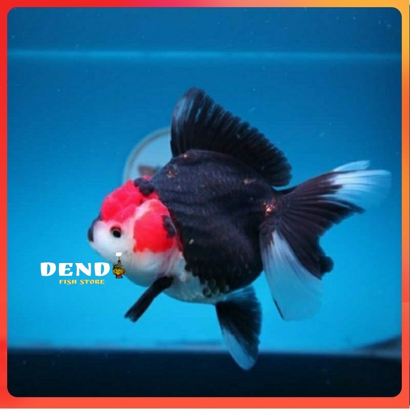 tanaman hias ikan mas koky panda hias glow warna solid / ikan mas koky panda oranda panda / ikan mas