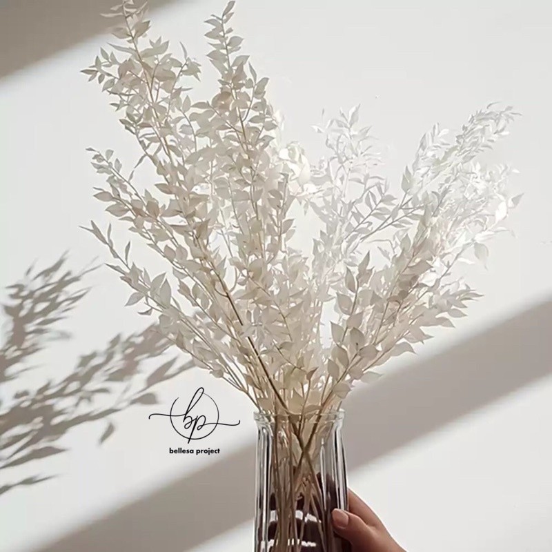 RUSKUS ITALY FLOWERS BUNGA DAUN KERING RUSKUS DF31