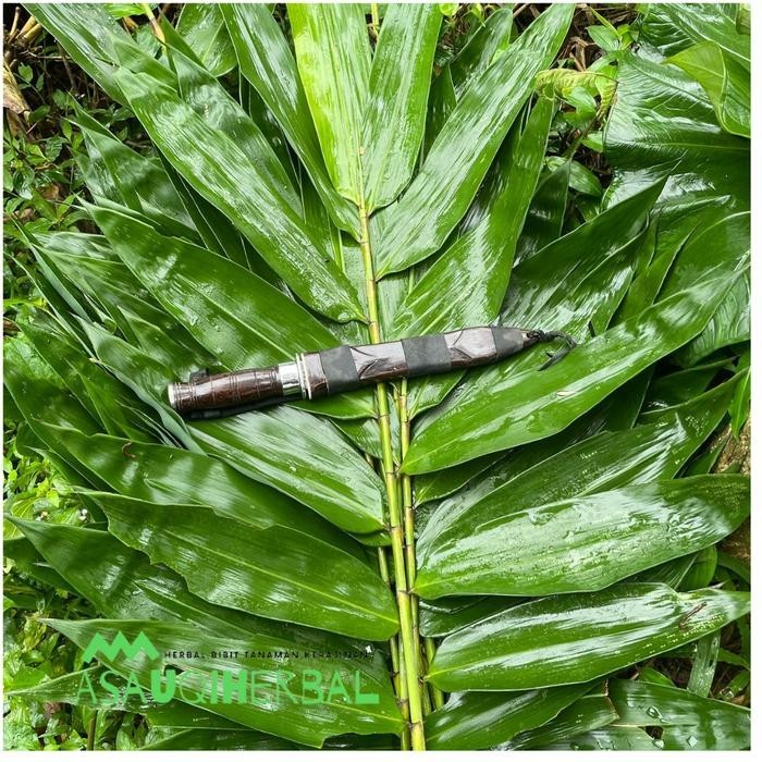 

promo 1kg daun bambu segar jumbo untuk bungkus bakcang kicang - kicang ready