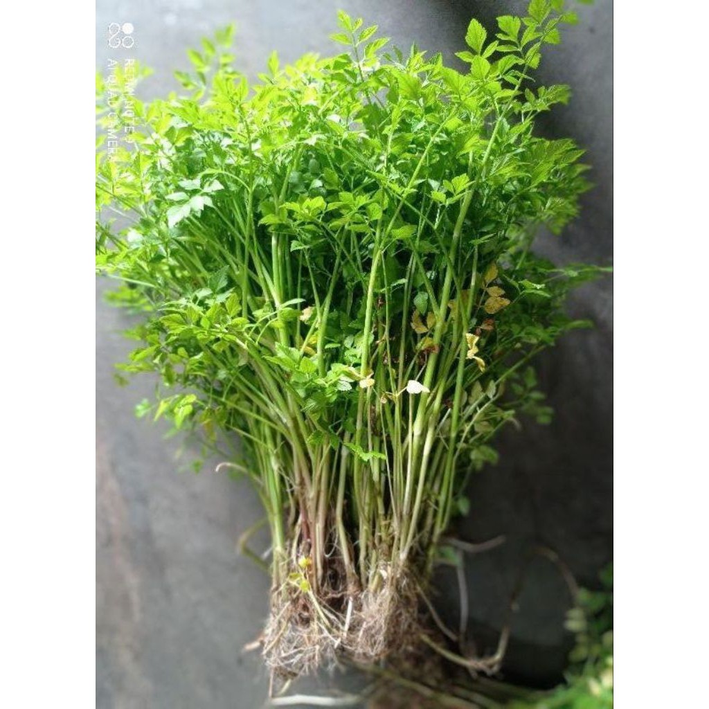 

Bibit tespong termurah