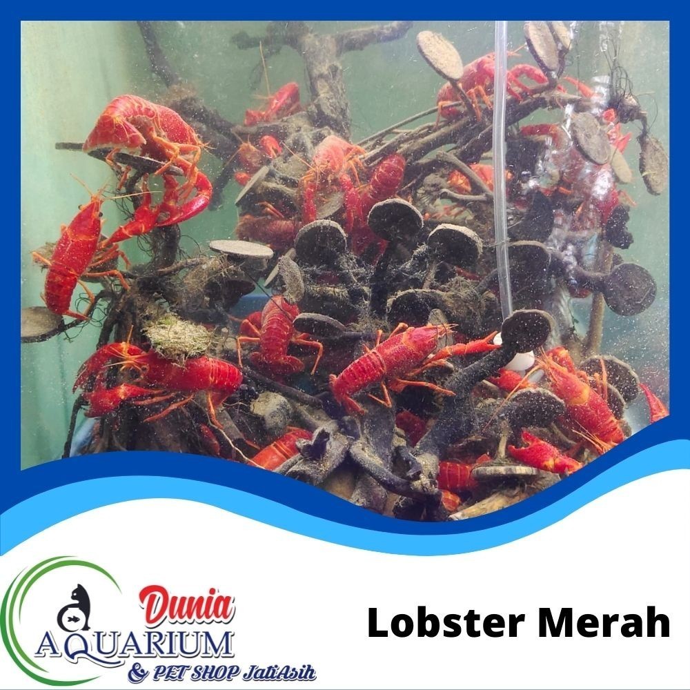 Lobster Merah Orange  Hias Air Tawar
