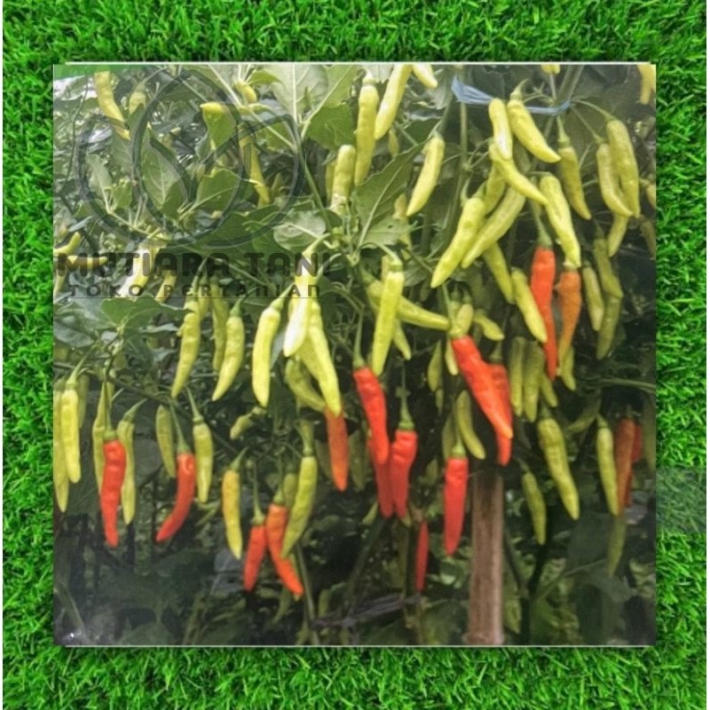 CABAI RAWIT GENJAH BLAZE 10gr HAKAKO SEEDS ELIT CORP