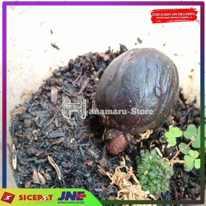 BENIH BIJI PALA l BIBIT BUAH PALA UNGGUL