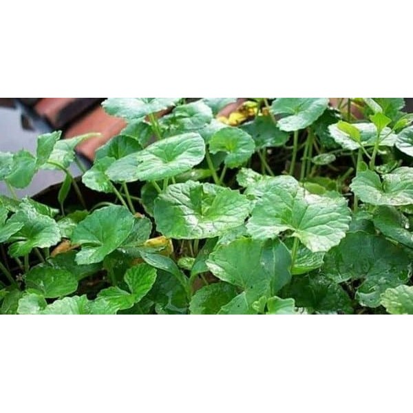 

Daun Antanan - 19 Manfaat Obat