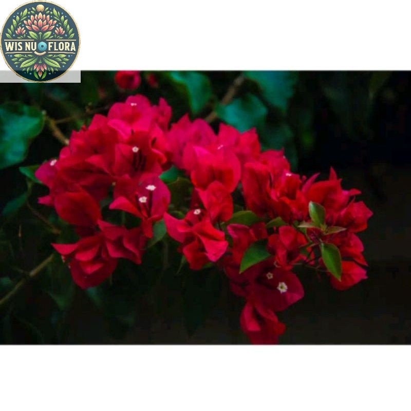 TANAMAN HIAS BUGENVIL BUNGA KERTAS//MERAH CABE/BOUGENVILLE IMPORT/BOUGENVILLE BUNGA KERTAS/BOUGENVIL