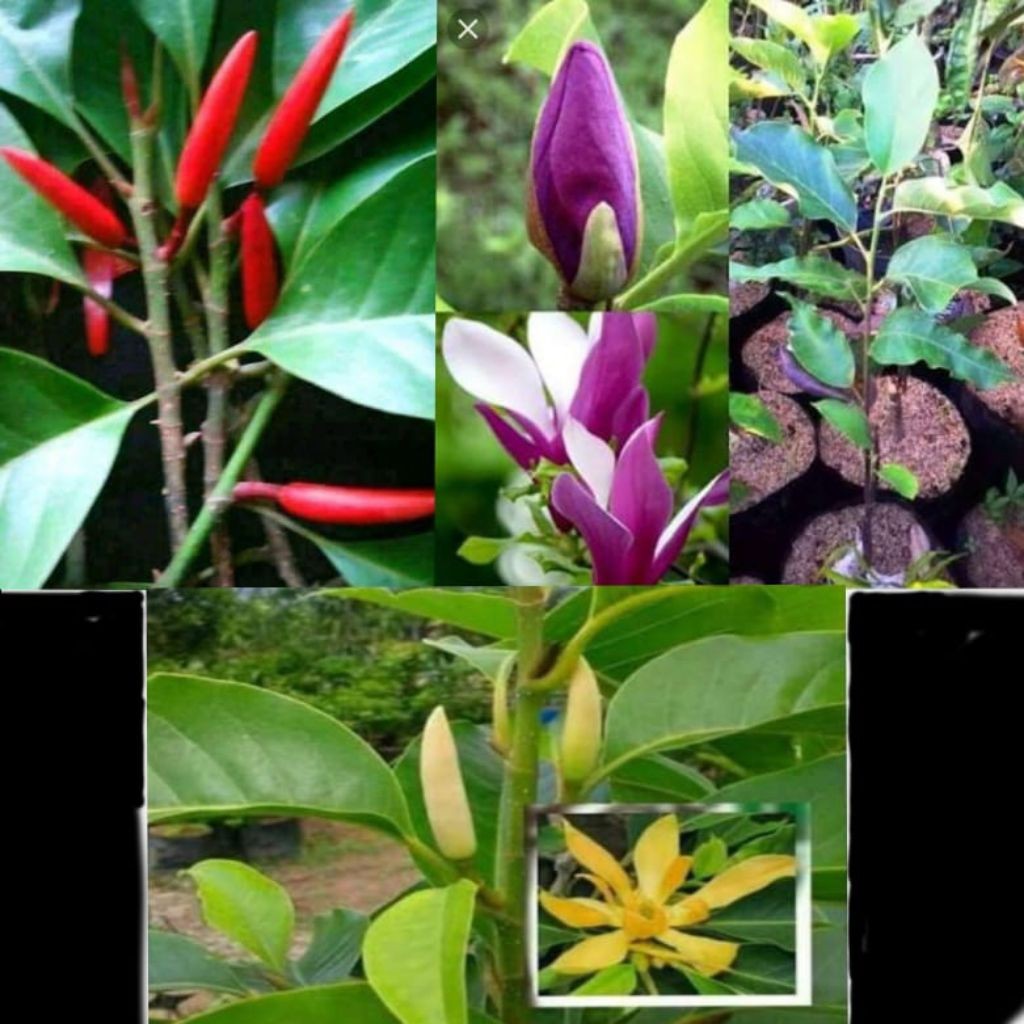 Paket Isi 3 Bibit Tanaman Kembang Kantil Cepat Berbunga Asli