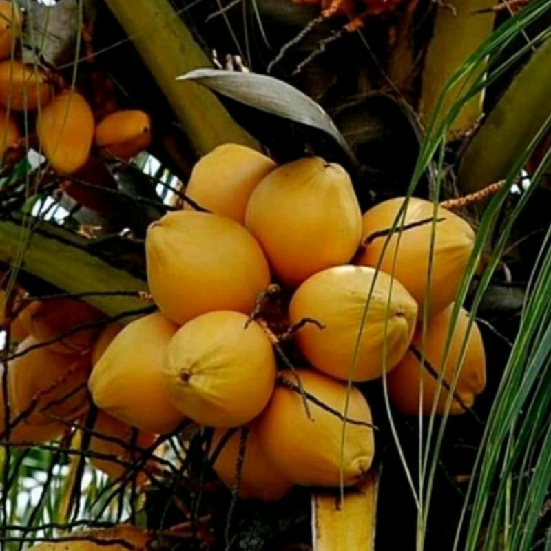 Bibit Kelapa Gading (Kelapa Kuning)