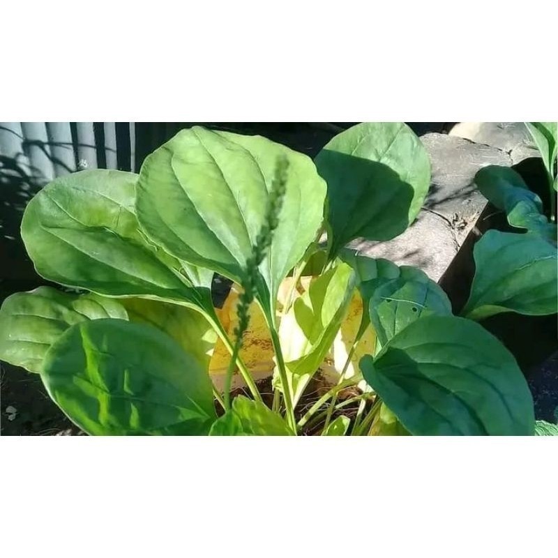 

HERBAL DAUN KIURAT, DAUN SENDOKAN SEGAR 100GRAM Berkah_Alam_96