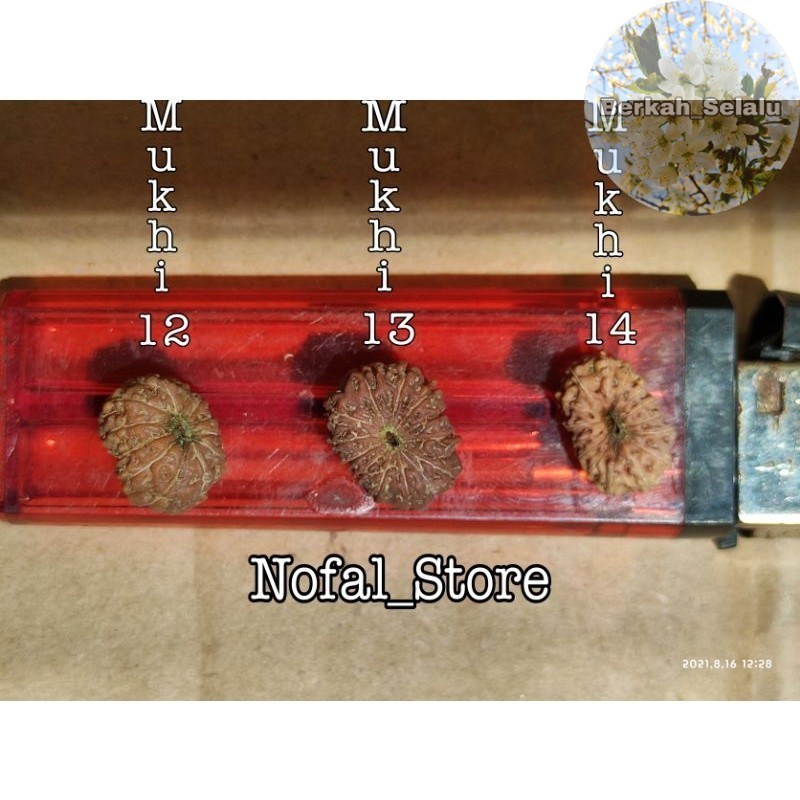 JENITRI RUDRAKSHA 1 PAKET ( MUKHI 12-13-14 ) NEW Berkah_Selalu