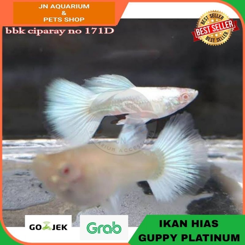 IKAN HIAS GUPPY PLATINUM AIR TAWAR AQUARIUM AQUASCAPE