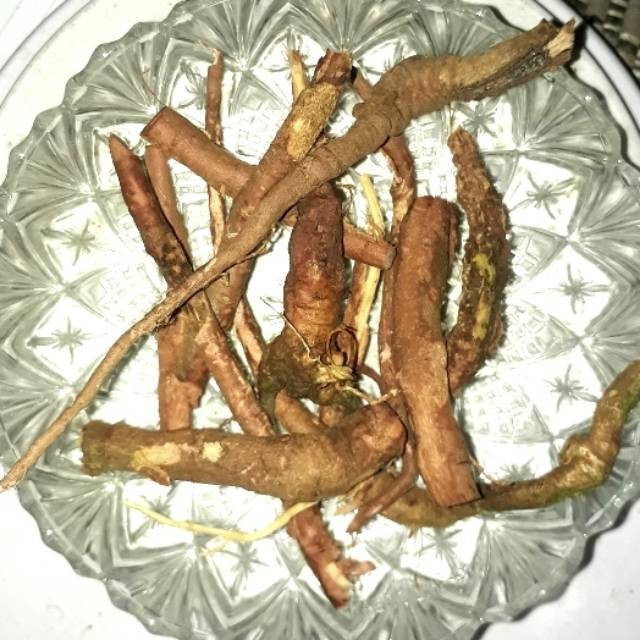

Akar Putri Malu Segar 100 gr