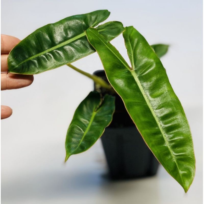 ( BISA COD ) Tanaman Hias Philodendron Burlemarx Philo Brekele / Bunga Hias Philodendroon Brekele Ta