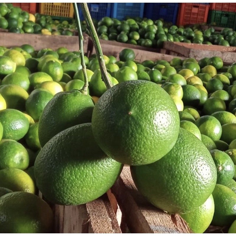 

MURAH> Jeruk Lemon California HIJAU 1 KG