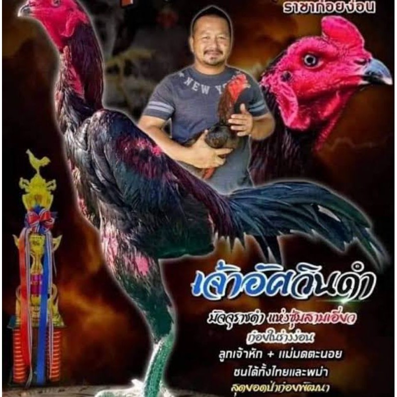 Telur fertil ayam pakhoy full brakot brutal / COD