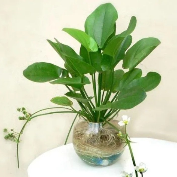 Tanaman hias melati air - Tanaman melati air - Tanaman hias bunga - Melati air