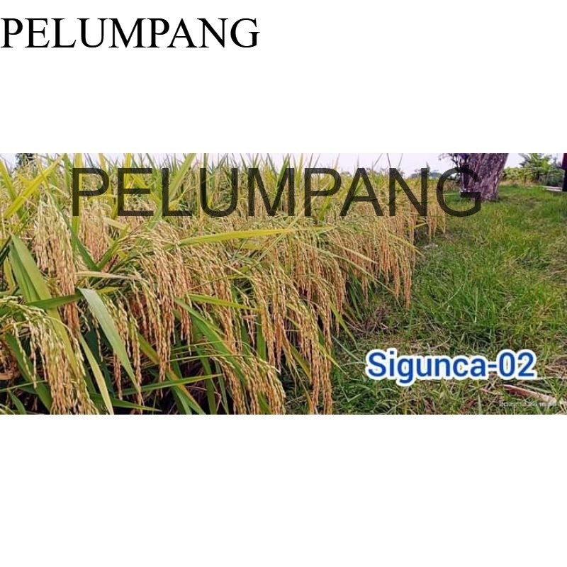 PADI Benih Padi SIGUNCA 02 kemasan 5kg
