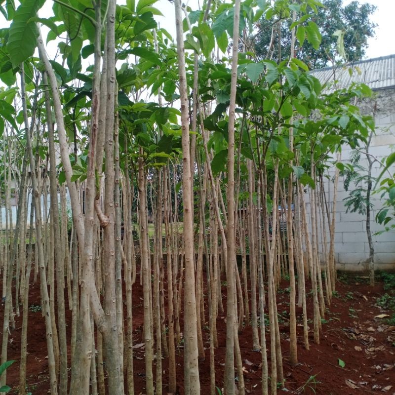 Pohon Tabebuya Rosea Bunga pink Tinggi 2 meter - Tanaman Hias Tabebuya - bunga Tabebuya - bunga rose