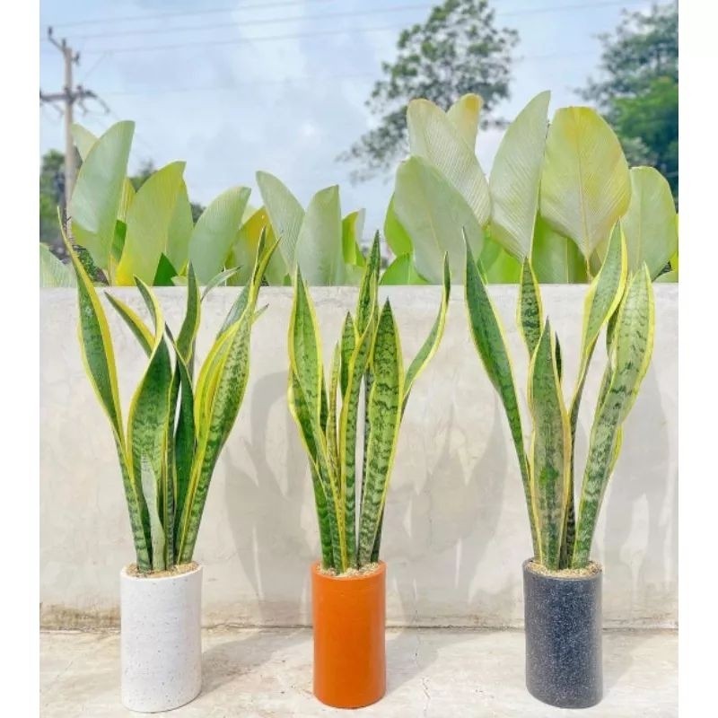 PAKET HEMAT 5 Tanaman Hias Lidah Mertua Sansivera lidah Mertua / Tanaman Sansivera lidah Mertua / Po