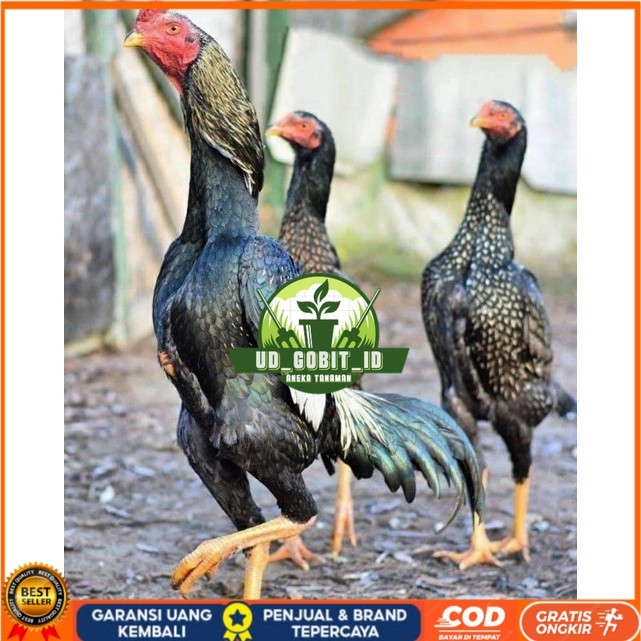 

Telur ayam shamo jepang bangkok aduan fertil siap ditetaskan - ayam-shamo UD_GOBIT_ID