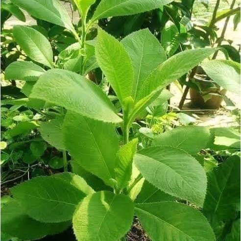 

New Promo Daun sembung segar 500gram fresh M.H.A