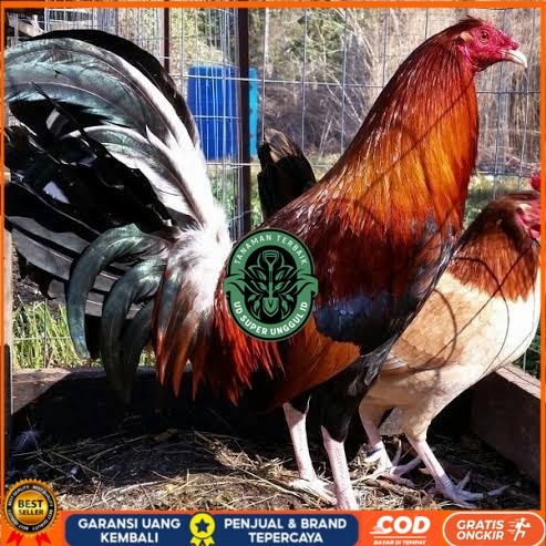 

Telur ayam hias pilipin fertil untuk ditetaskan Langsung UD_SUPER_UNGGUL_ID