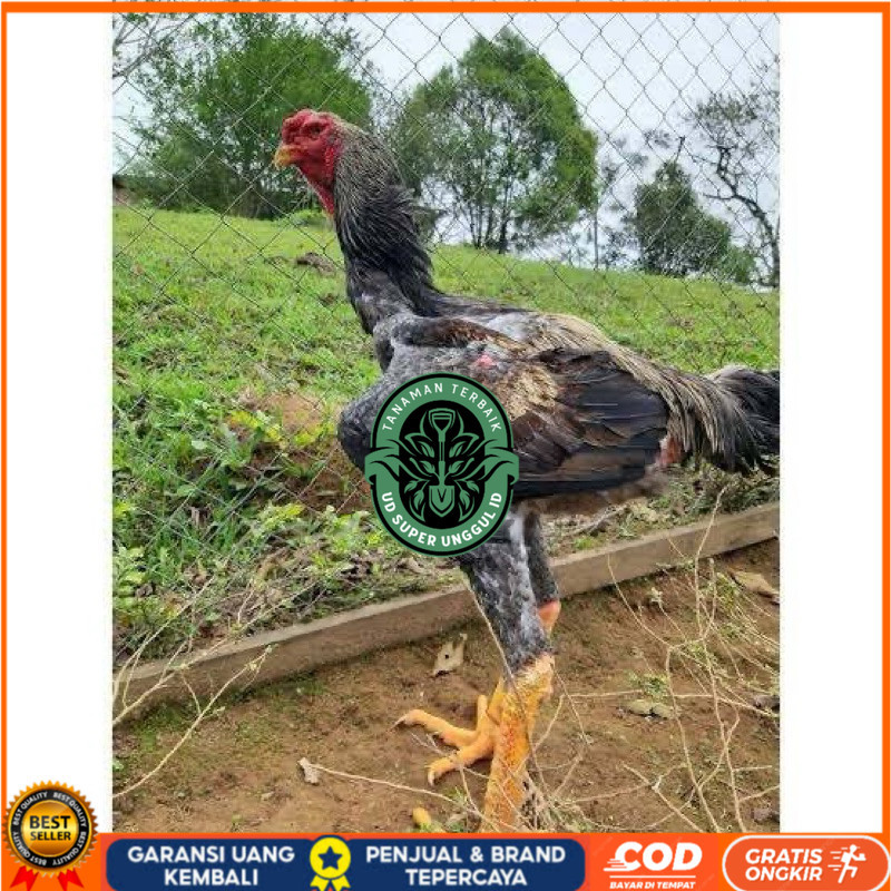 

TELUR AYAM GORDZILA F1 INDUKAN TERSELEKSI UNTUK DI TETASKAN UD_SUPER_UNGGUL_ID