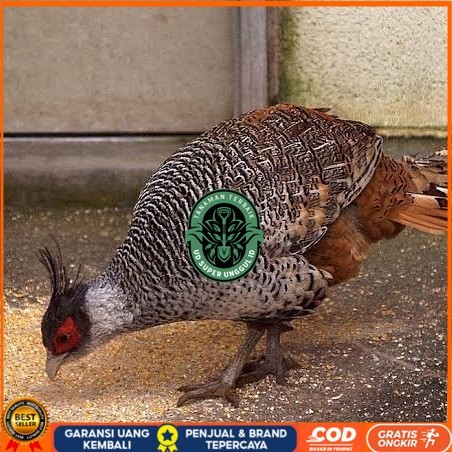 

Telur ayan hias ringneck cheer pheasant fertil bisa ditetaskan UD_SUPER_UNGGUL_ID