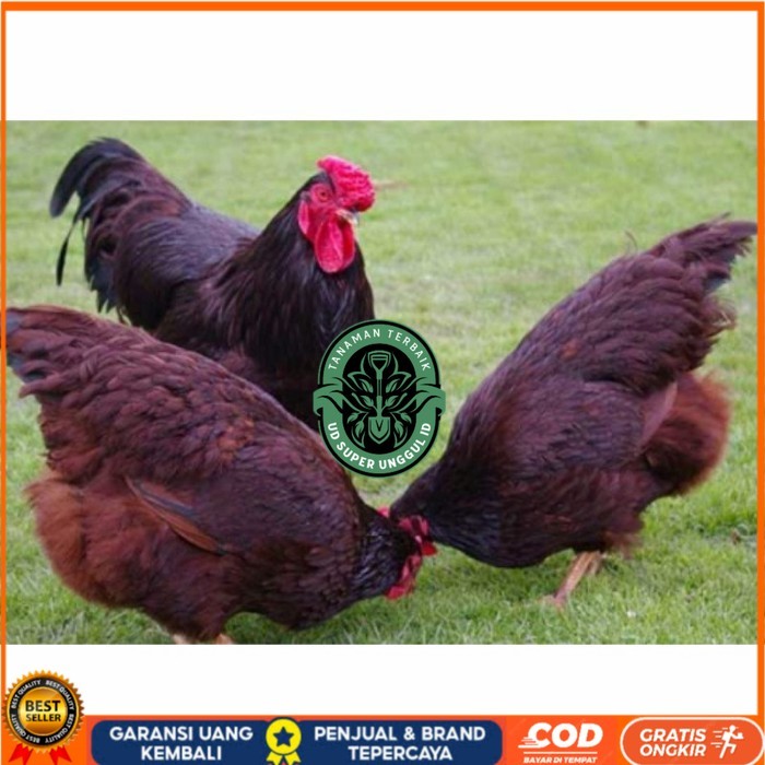 

Telur ayam hias rodhe island fertil asli siap ditetaskan - rodhe island UD_SUPER_UNGGUL_ID