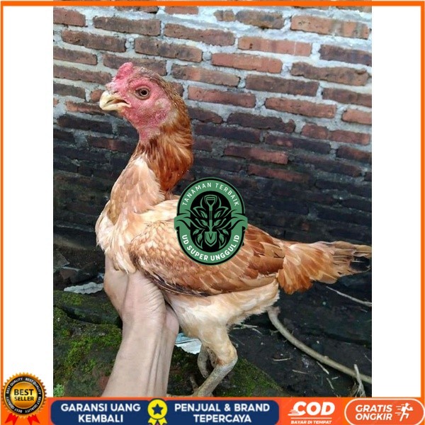

Asel Beak Parrot terlur terlaris UD_SUPER_UNGGUL_ID