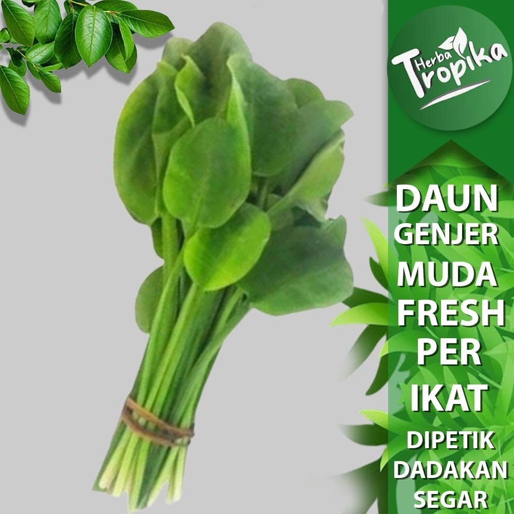 

1 ikat Sayur Genjer Segar dipetik dadakan toko herba tropika