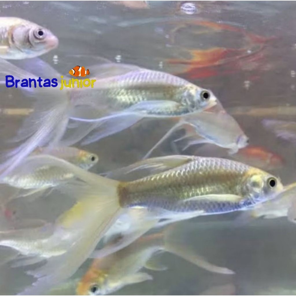 Ikan Kaviat Slayer 7-11 cm