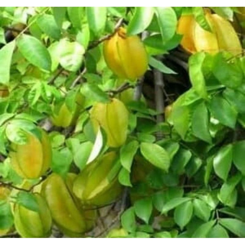 

daun belimbing segar 250 gram Rempah_herbalCo