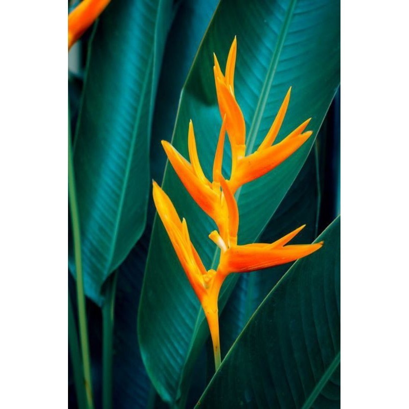 Tanaman Hias Heliconia yellow( Golden Flower)